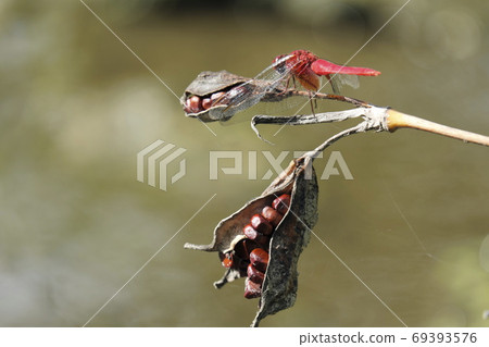 Scarlet skimmer that perches on the fruit of Japanese iris Scarlet skimmer that perches on the fruit of Japanese iris 69393576