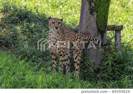 多摩獵豹動物公園 多摩獵豹動物公園 69393629