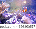 Aquarium coral reef, clownfish 69393657