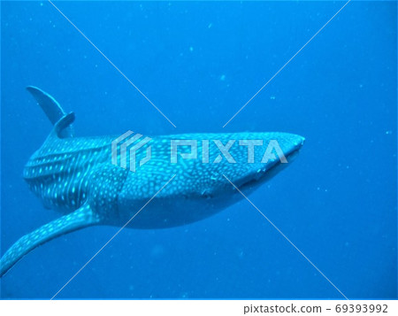 Jinbei looking at the terrifying appearance - Stock Photo