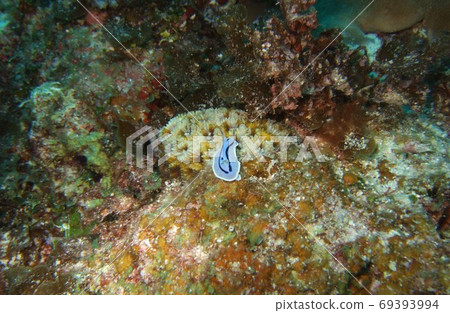 普瑞林（Puririn）Oketsu的Umiushi 69393994