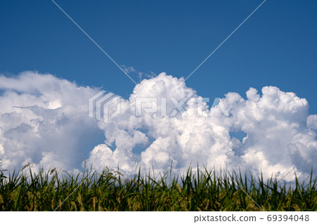 Rice ears and cumulonimbus during the harvest season Rice ears and cumulonimbus during the harvest season 69394048