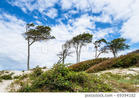 Trees on shore of the Baltic Sea 69394182