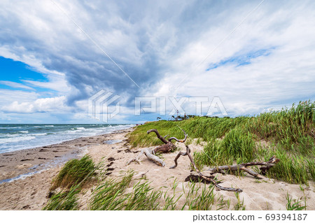 Tree trunk on shore of the Baltic Sea 69394187