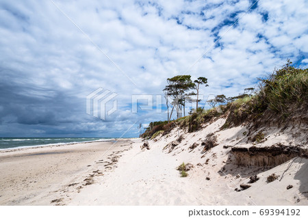 Trees on shore of the Baltic Sea 69394192