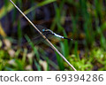 Orthetrum albisum staying on a branch 69394286