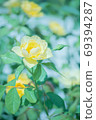 Gentle yellow rose 69394287