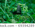 Chinese peacock butterfly that stays on the leaf 69394289
