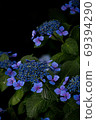 Chic blue hydrangea 69394290