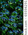 Chic blue hydrangea herd 69394291