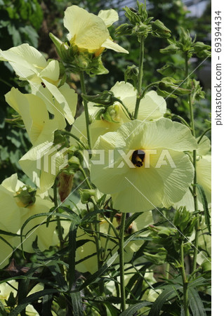 Eat yellow flowers, flowers okra flowers 69394434