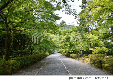 Blue autumn leaves at Nison-in Temple in Sagano, Kyoto Blue autumn leaves at Nison-in Temple in Sagano, Kyoto 69394518