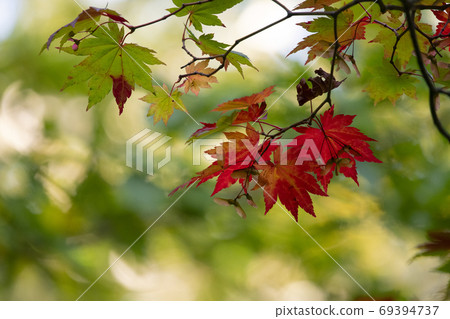 Red leaves 69394737