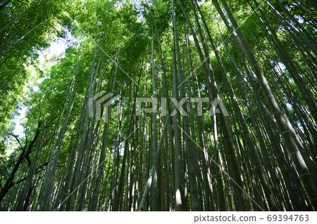 京都S峨野的竹林 京都S峨野的竹林 69394763