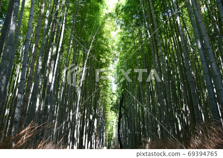京都S峨野的竹林 京都S峨野的竹林 69394765