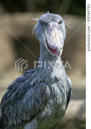 Hashibirokou在動物園繁殖 69394783