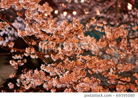 Cherry blossoms at night in Aso River, Kanagawa Prefecture Cherry blossoms at night in Aso River, Kanagawa Prefecture 69395080