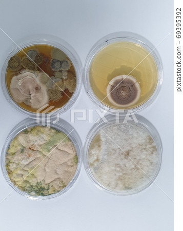 Microbial test results mold growth 69395392