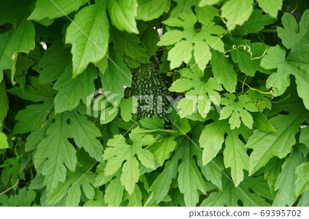 Bitter gourd that grows in the vegetable garden 69395702