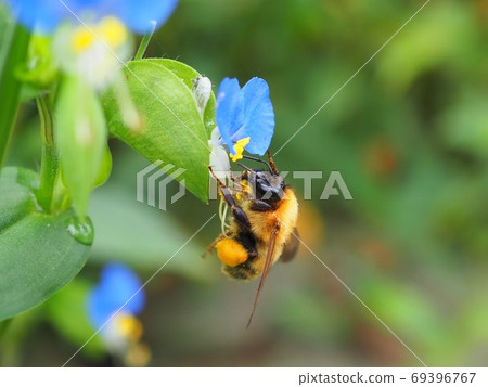 大黃蜂　 69396767