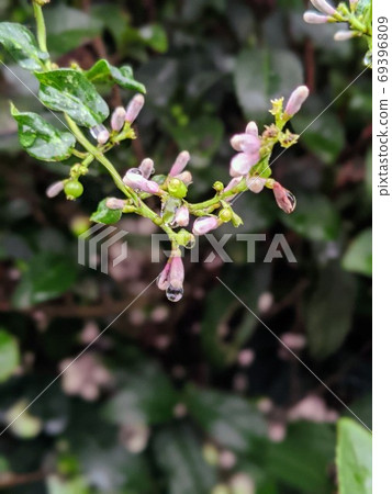 六角形的芽和雨滴 六角形的芽和雨滴 69396809