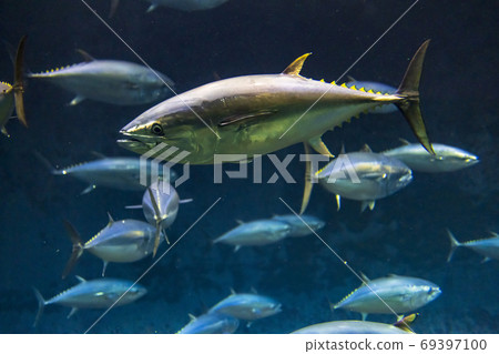 Bluefin tuna 69397100