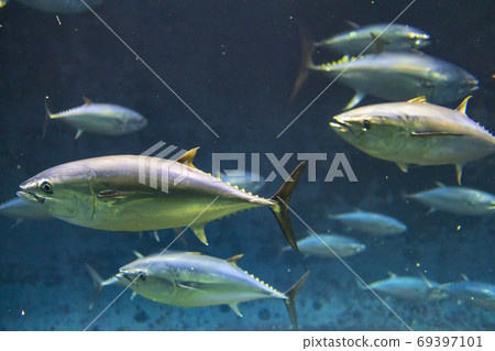 Bluefin tuna Bluefin tuna 69397101