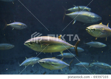 Bluefin tuna Bluefin tuna 69397103