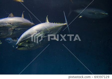 Bluefin tuna 69397129