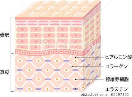 皮膚的橫截面圖 69397865