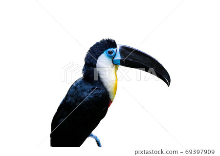 Himneohashi白色背景 69397909