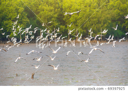 Group of seagulls flying in the sky at Bang Pu, Samut Prakan, Thailand..Large flock of Seagull birds flying over the sea on sunset sky. .Large flocks of migratory seagulls annually at mangrove forest 69397925