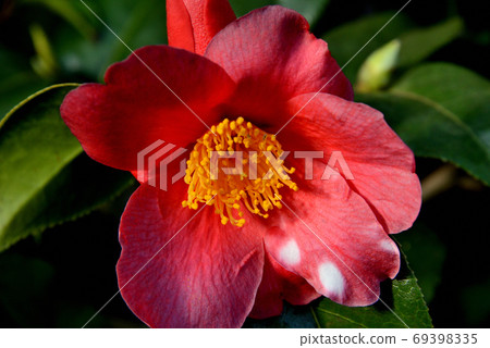 Camellia rusticana Celebration cup 69398335