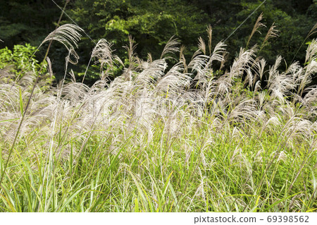 [秋天圖像]鈴木 69398562