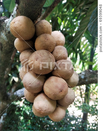 A tropical fruit called Longkong A tropical fruit called Longkong 69399048