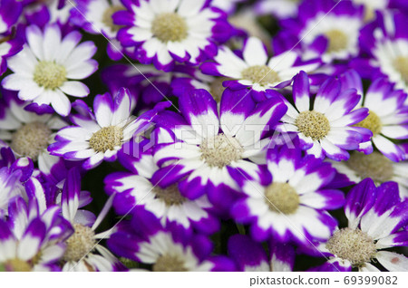 這朵花的名字叫Cineria。 這朵花的名字叫Cineria。 69399082