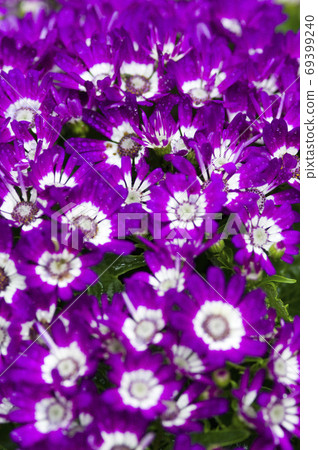 這朵花的名字叫Cineria。 這朵花的名字叫Cineria。 69399240