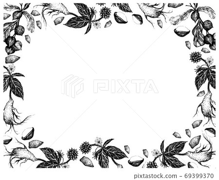 Hand Drawn Frame of Macadamia with Siberian Ginseng 69399370
