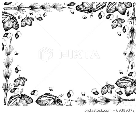 Hand Drawn Frame of Sacha Peanuts with Equisetum Plants 69399372