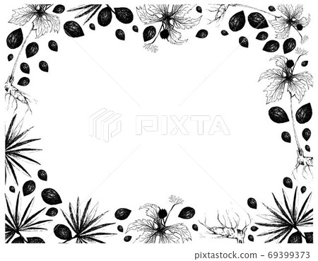 Hand Drawn Frame of Saw Palmetto Berries with Goldenseal Plants Hand Drawn Frame of Saw Palmetto Berries with Goldenseal Plants 69399373