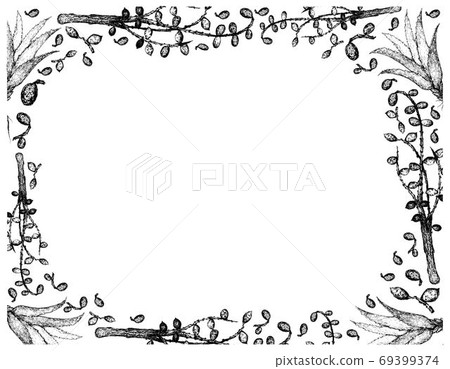 Hand Drawn Frame of Saw Palmetto Berries with Aloe Vera Hand Drawn Frame of Saw Palmetto Berries with Aloe Vera 69399374