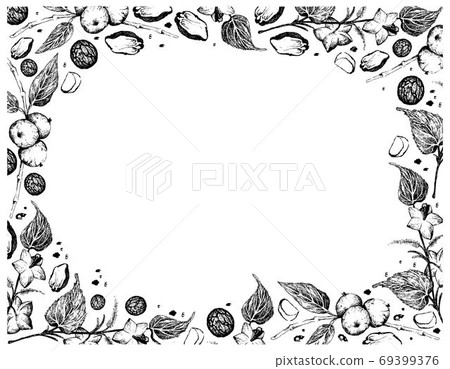 Hand Drawn Frame of Black Walnuts with Sacha Peanuts Hand Drawn Frame of Black Walnuts with Sacha Peanuts 69399376