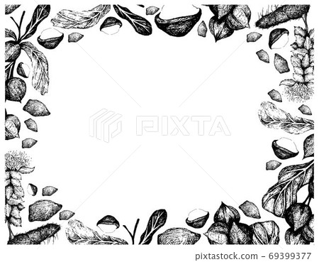 Hand Drawn Frame of Macadamia Nuts with Golden Root Hand Drawn Frame of Macadamia Nuts with Golden Root 69399377