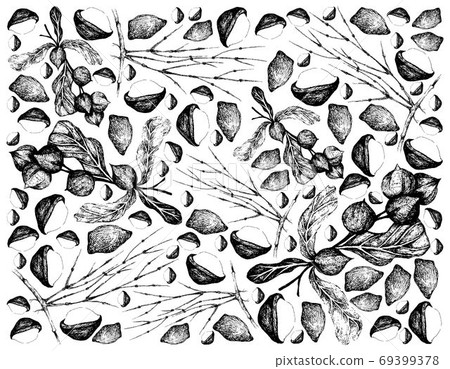Hand Drawn Background of Macadamia Nuts with Ephedra Plants Hand Drawn Background of Macadamia Nuts with Ephedra Plants 69399378