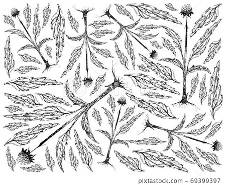 Hand Drawn Background of Echinacea or Coneflowers Plant 69399397