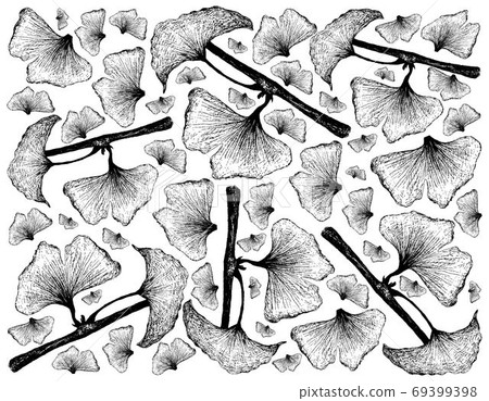 Hand Drawn Background of Ginkgo Biloba Plant and Leaves 69399398