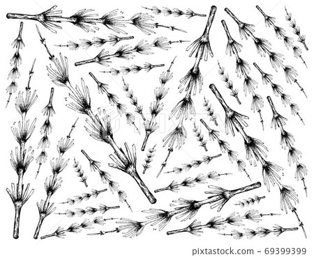 Hand Drawn of Equisetum Plants on White Background Hand Drawn of Equisetum Plants on White Background 69399399