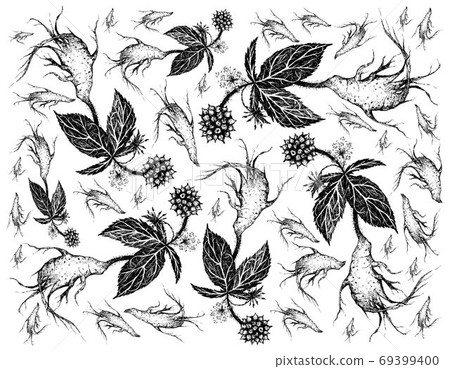 Hand Drawn Background of Eleuthero or Siberian Ginseng Hand Drawn Background of Eleuthero or Siberian Ginseng 69399400