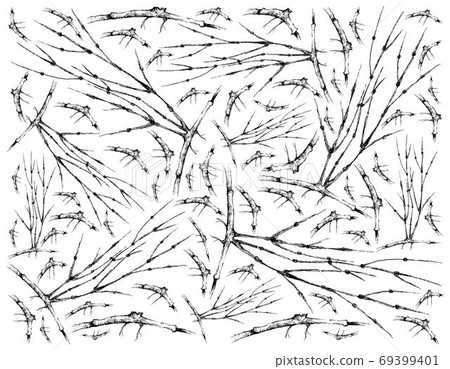 Hand Drawn of Ephedra Plants on White Background Hand Drawn of Ephedra Plants on White Background 69399401