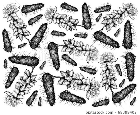 Hand Drawn Background of Rhodiola Rosea or Golden Root Hand Drawn Background of Rhodiola Rosea or Golden Root 69399402